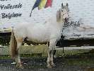 my stallion Genio